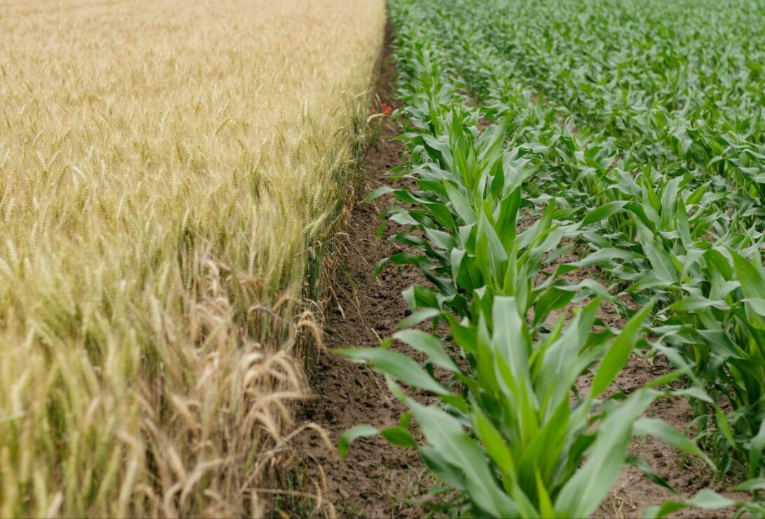 Studenten und Agrarökologie: Wie Bildung die Landwirtschaft verändern kann