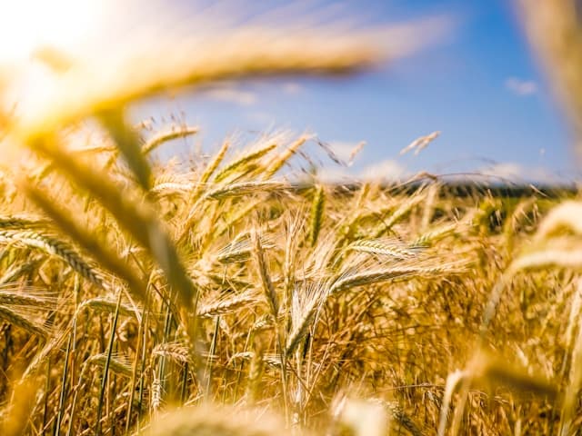 Methoden und Ansätze in der akademischen Forschung zur deutschen Landwirtschaft