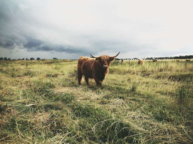 Klimawandel und seine Auswirkungen auf die deutsche Landwirtschaft