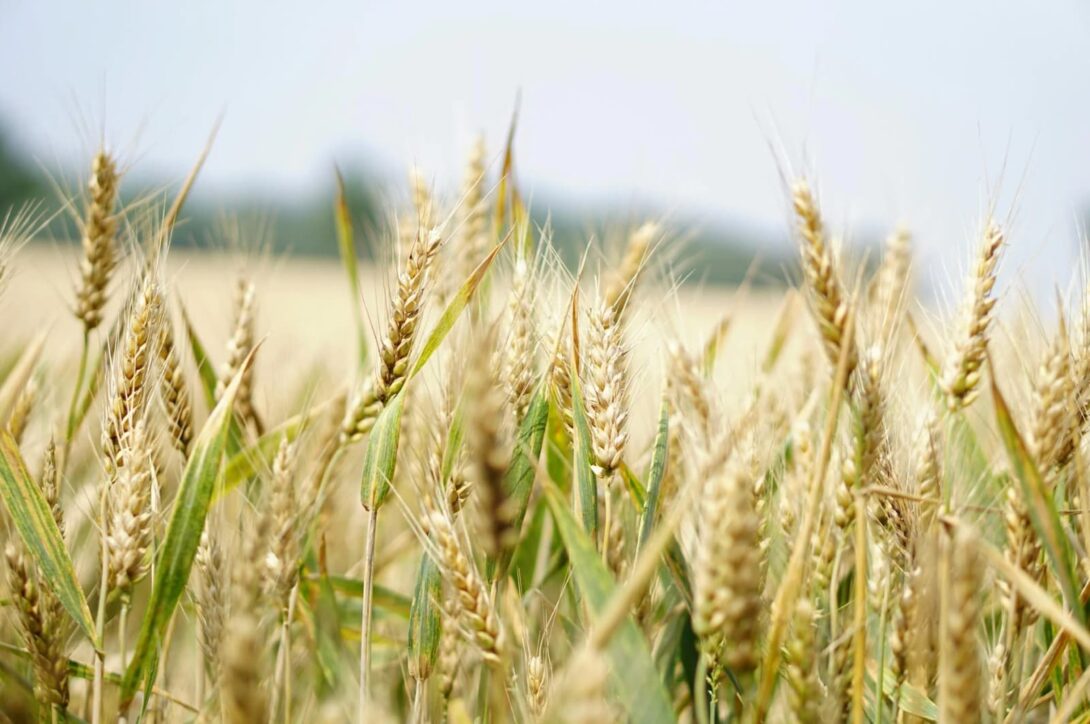 Forschungsthemen zur deutschen Landwirtschaft: Inspiration für Ihre Dissertation